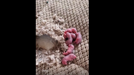 Una chica volvió de vacaciones y se encontró un nido de ratas en su cama