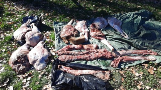 Decomisan 400 kilos de carne de ciervo, jabalí y conejo