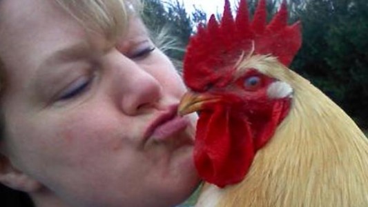 No besen a las gallinas: el pedido de autoridades sanitarias en Estados Unidos