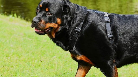 Murió un bebé de 10 meses que fue atacado por rottweilers