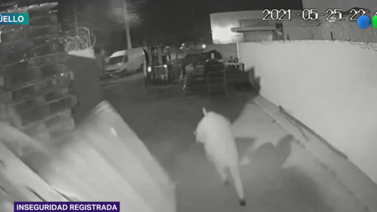 VIDEO: Inseguridad registrada, roban una distribuidora y destruyen la mercadería