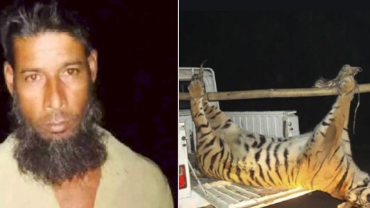 Buscado hace 20 años: detuvieron a un cazador furtivo acusado de matar a 70 tigres de Bengala