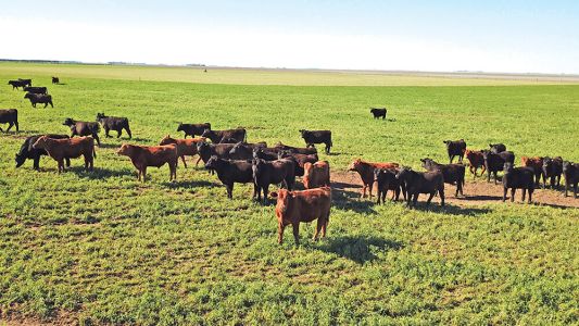 Finaliza el paro de comercialización de hacienda