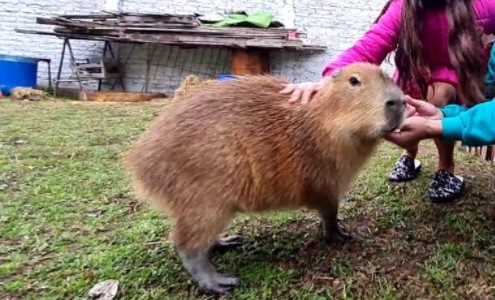 Liberan en un santuario natural a carpincho que una familia tenía como mascota