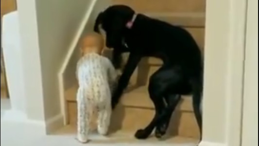 El video viral del perro que cuida a un bebé y le impide subir escaleras