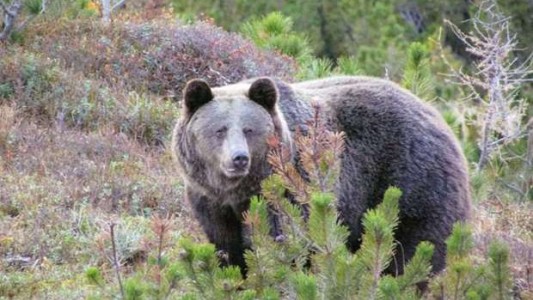 Ataque mortal: "Hicimos todo para proteger a los osos, ahora debemos proteger a la gente"