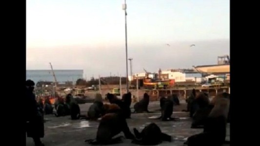 Video: los lobos marinos volvieron a copar las calles de Mar del Plata