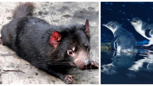 Un experimento que salió mal: Demonios de Tasmania devoraron 6.000 pingüinos de una isla