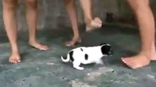 Condenado a tres años de cárcel por pagarle a personas para que maltrataran a animales