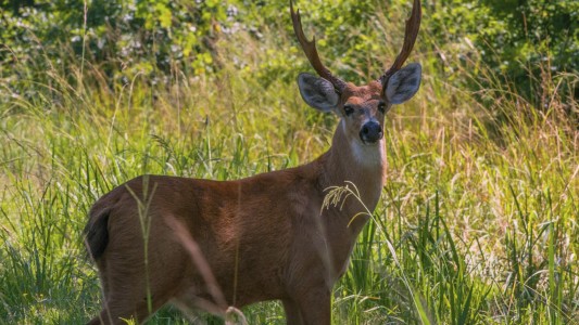 Avistan en la Isla Martín García un ciervo de los pantanos, especie en extinción