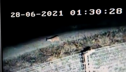 Un puma, el merodeador de Potrerillo