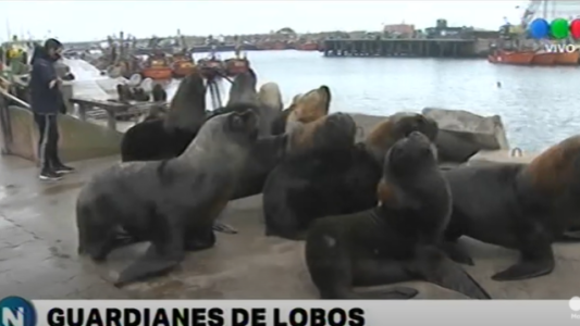 Video: Arrean lobos marinos en el puerto de Mar del Plata