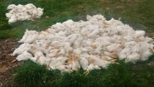 Acusan a dos nenes de matar a palazos a 700 gallinas en Santa Fe