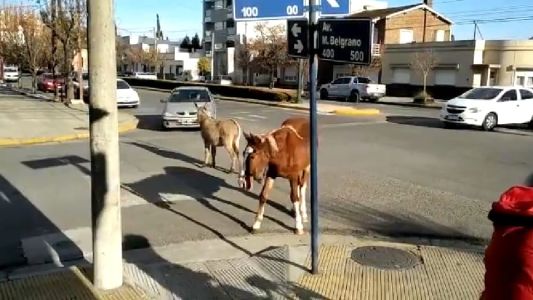 Video: un burro y un caballo cortaron el tránsito en una calle de Tres Arroyos