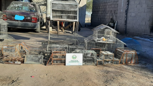 Robo de ganado en Traslasierras, se desbarató una banda de “cuatreros”