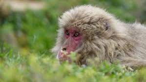 La historia de la primera hembra alfa que lidera una manada de más de 600 monos