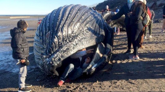 Chubut: hallaron una ballena muerta y se metieron dentro para sacarse fotos