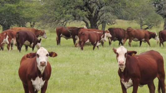 Entidades rurales críticas con el Plan Ganadero Argentino