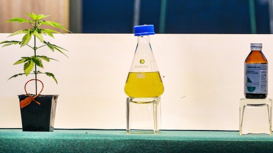 Estudio: 6 de cada 10 argentinos conocen a alguien que utiliza cannabis con medicinal