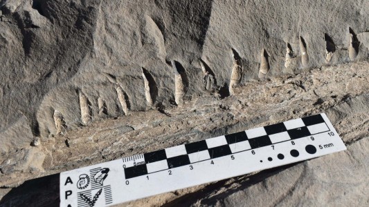 Operario de Vialidad halló restos fósiles de un reptil marino