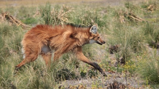 En peligro de extinción: confirman la presencia de un aguara guazú en Entre Ríos