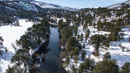 Otra tragedia en Neuquén: esta vez, la caída de una rama provocó la muerte de un bebé