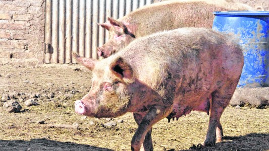 Alerta triquinosis: Se reportaron 17 casos en el interior