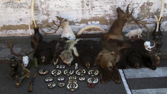 Aerolíneas Argentinas anunció que no transportará más "trofeos de caza"