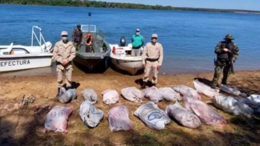 Atraparon a un cazador furtivo con 700 kilos de carne de carpinchos faneados