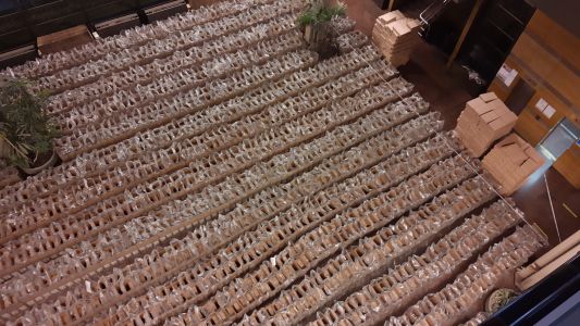 Los positivos de covid-19 no están obligados a votar