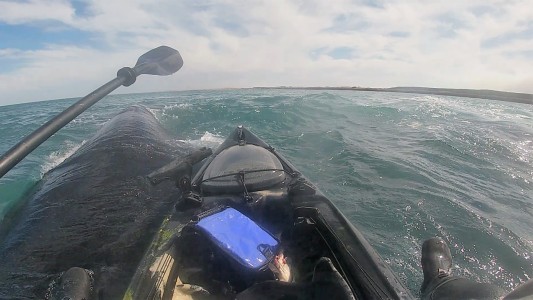 Video: Fue a pescar en kayak, tres ballenas lo rodearon y quedó sobre una de ellas