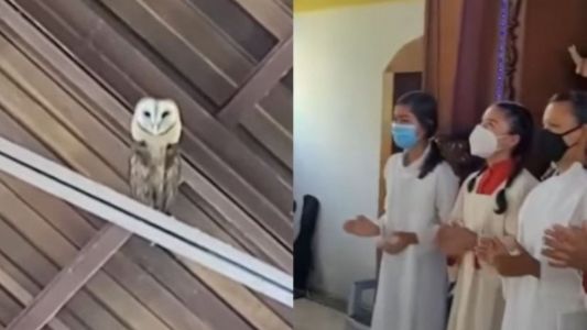 Video: Quisieron ahuyentar a una lechuza cantando y esta fue la reacción del animal