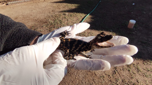 Una cría de yacaré y dos pitones asiáticas se recuperan en el parque de la biodiversidad