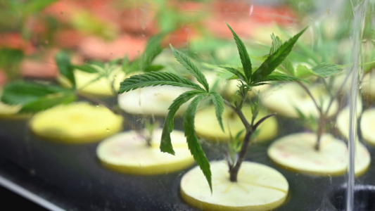 Absolvieron en Córdoba a un productor de cannabis medicinal por "aliviar el dolor de muchos niños y niñas"