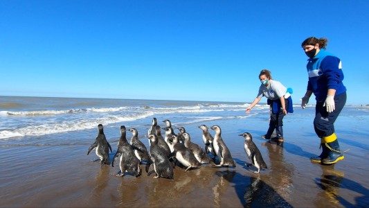 Video: 14 pingüinos regresaron al mar luego de ser rescatados y rehabilitados