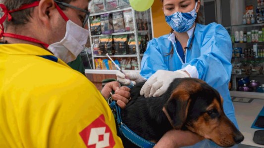 Día Mundial contra la Rabia: resaltan la importancia de vacunar a perros y gatos anualmente