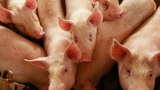 Alertan sobre el consumo de chorizos por brote de triquinosis