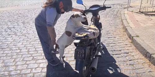Video: perrita "motoquera" recorre las calles junto a su dueña
