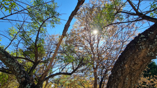 Buen tiempo este lunes feriado: intervalos nubosos, vientos moderados y 27° de máxima