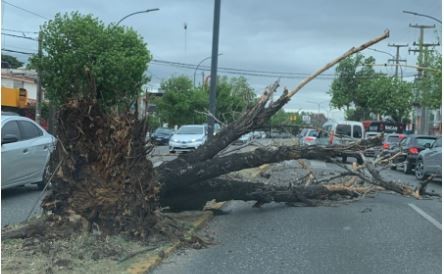 Continúa el alerta por fuertes vientos y ya se registran destrozos