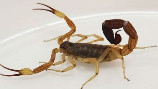 Bullying extremo en Córdoba: le pusieron un alacrán en la panza y lo picó