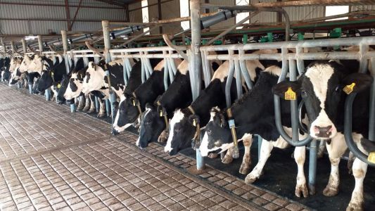 La producción lechera en alerta por el congelamiento de precios