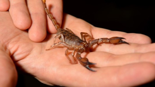 ¿Cómo prevenir picaduras de alacranes?: principales recomendaciones