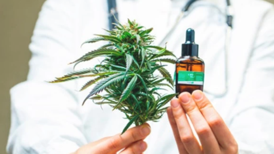 Morales consideró que el negocio del cannabis medicinal en Jujuy "es más grande que el del litio"