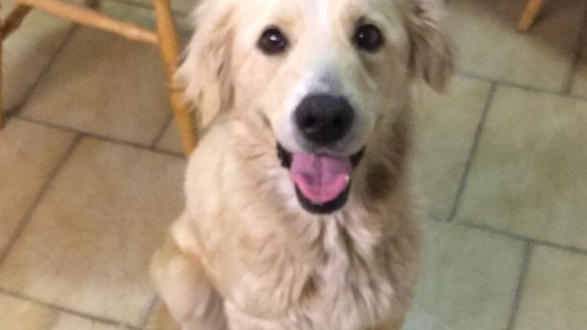 Horror en las redes: tres jóvenes le dieron fernet a la fuerza a una perra