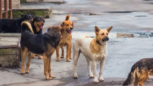 Otro ataque de perros callejeros en San Juan: un nene de 6 años resultó herido cuando jugaba en la vereda