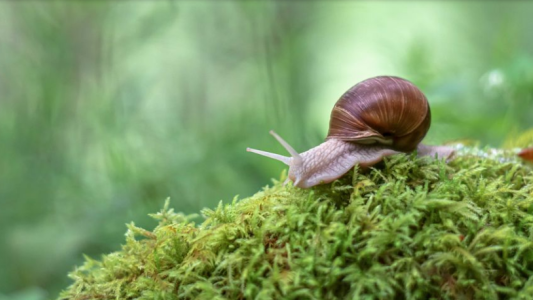 Plagas de jardín, combatiendo babosas y caracoles con métodos naturales