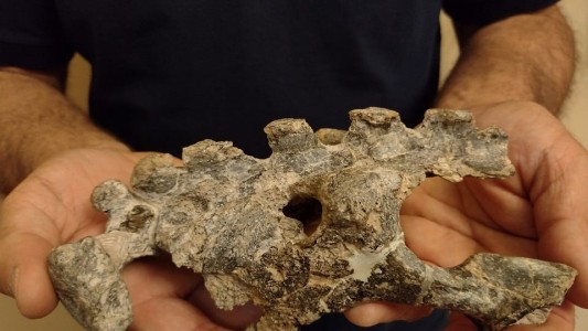 San Pedro: hallaron restos fósiles de un animal que vivió hace 500.000 años
