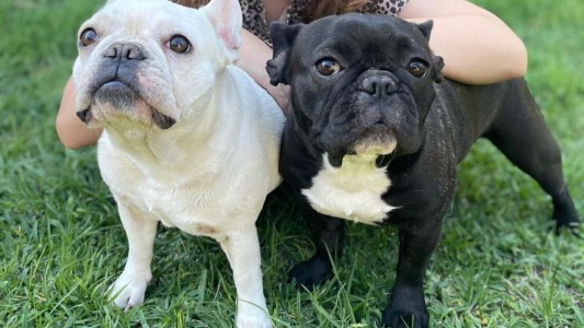 Una familia de Carlos Paz salió a cenar y le robaron hasta los perros