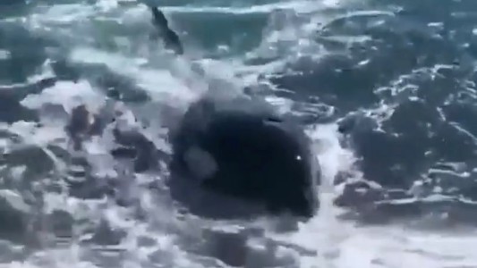 Video: Una orca sorprendió a un grupo de jóvenes en Puerto Madryn